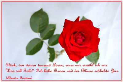 Kostenloses Foto liebeserklärung an eine rose pixelio.de